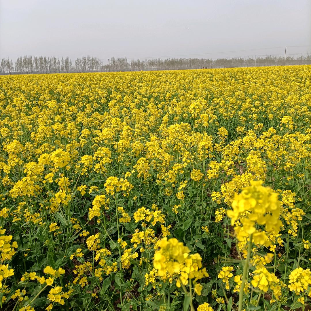 越来 越好