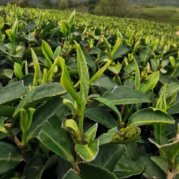 桐沁茶业有限公司（青中白@）