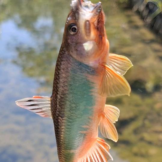 溪流探鱼🐠者