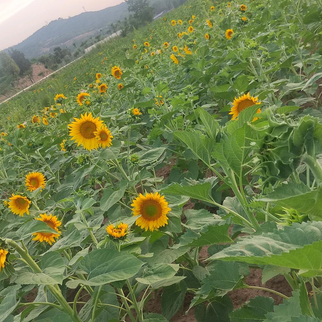 城南以南不再南，城北以北不再美。