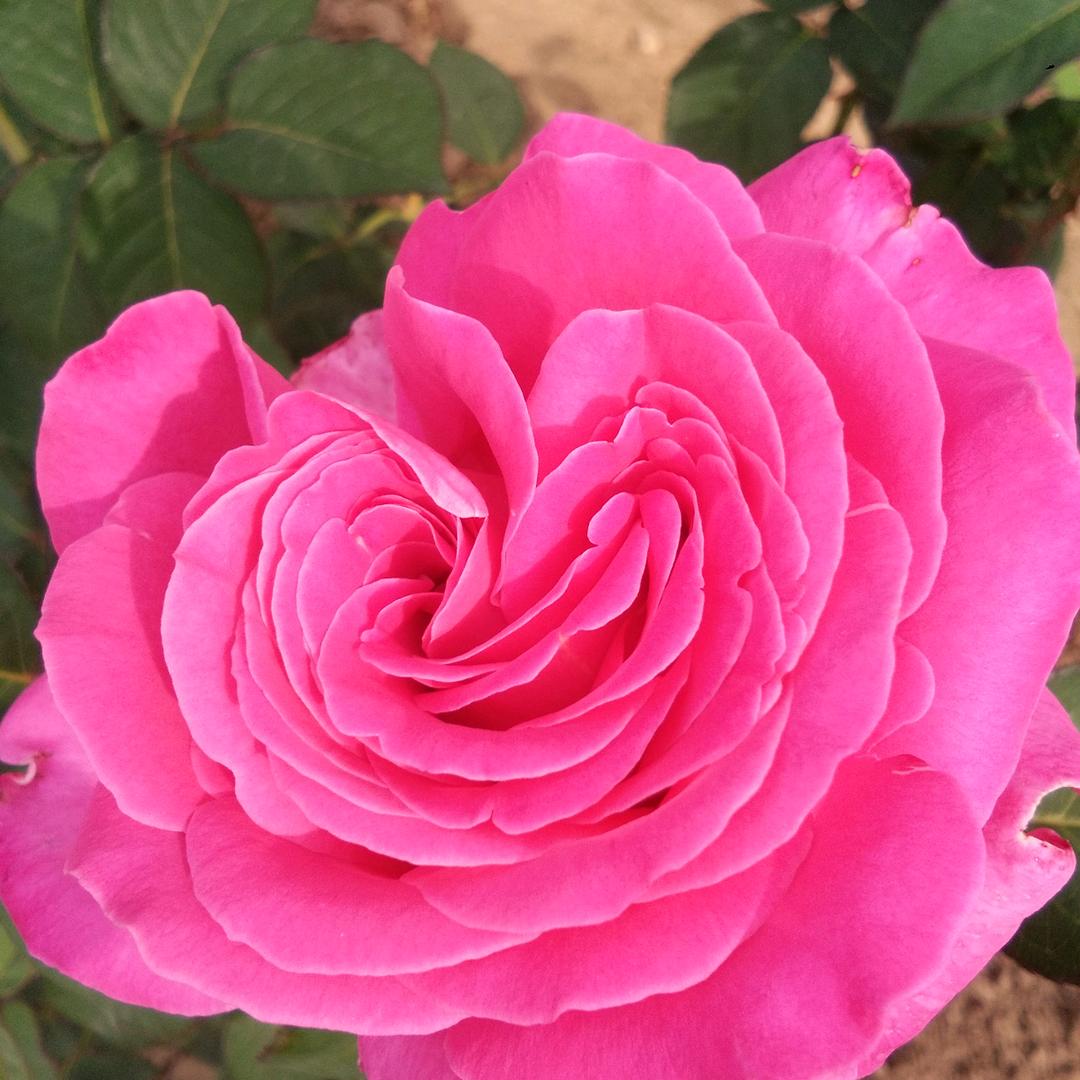 货车出租    轿车出租J