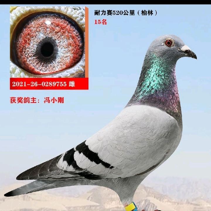 ✨释然✨loveGamblers