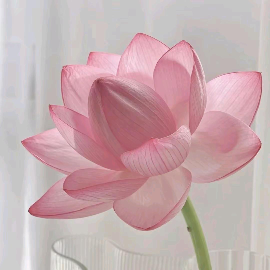 宫家村孙丕山樱桃葡萄采摘园官方号