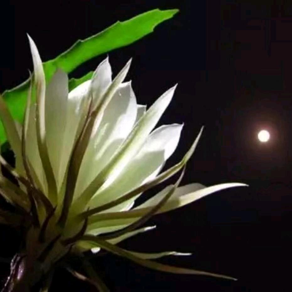 温一壶月光下酒！