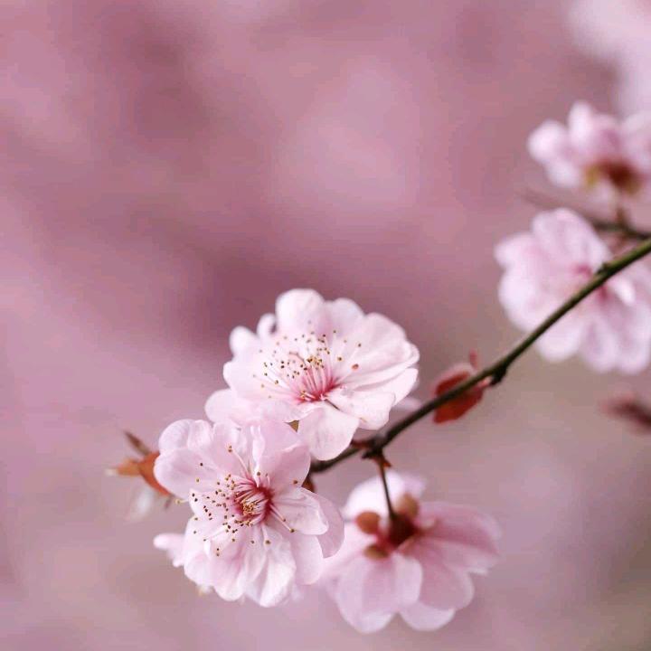 陶子姐