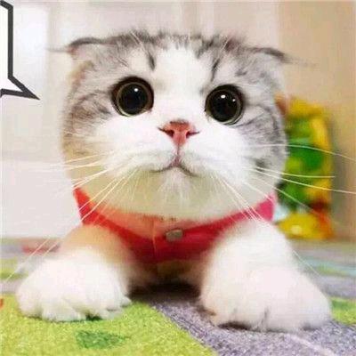 ♈任性猫咪♈
