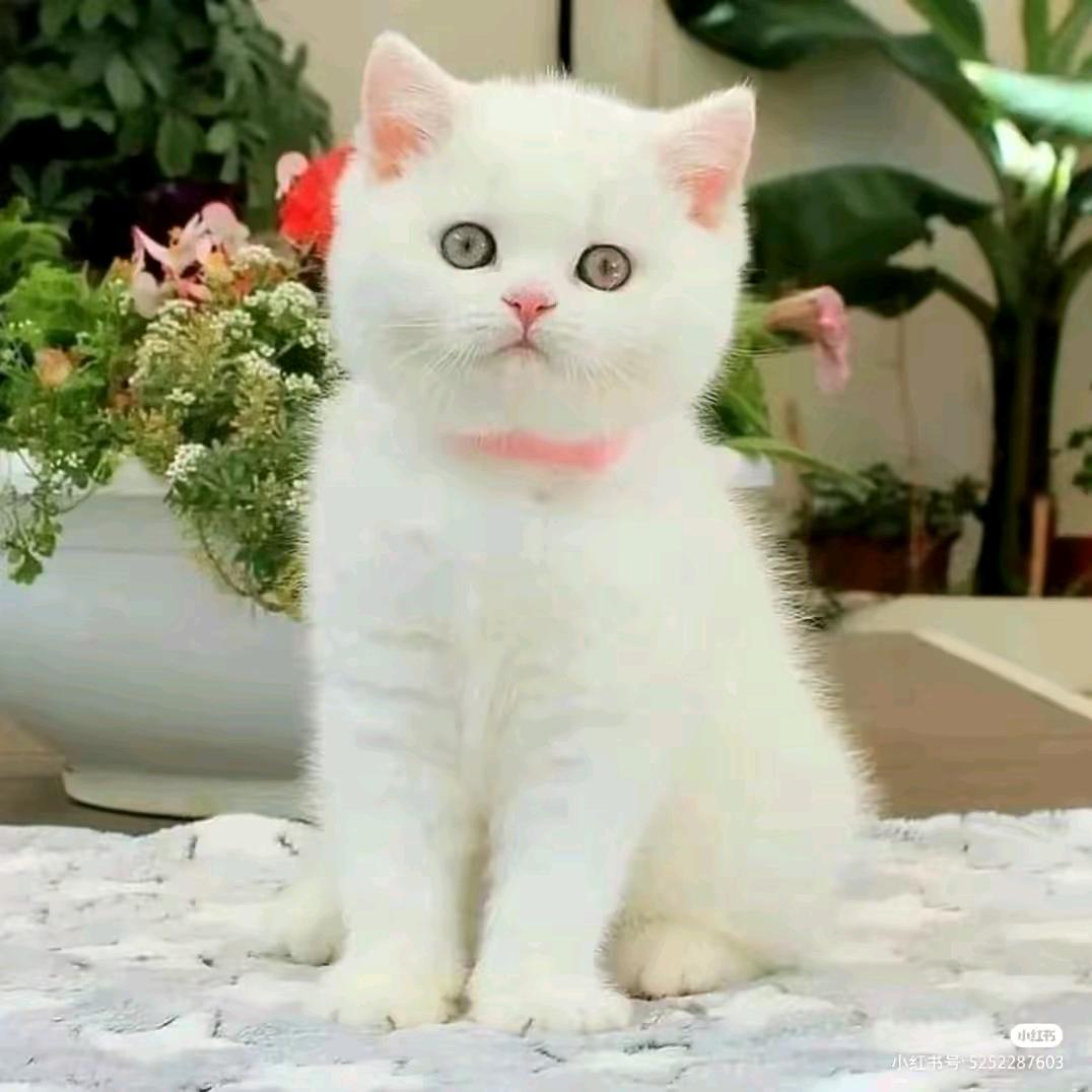 大大