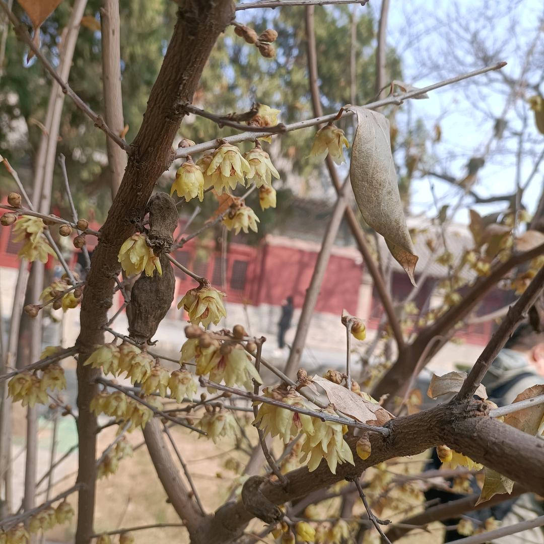 小萌虎
