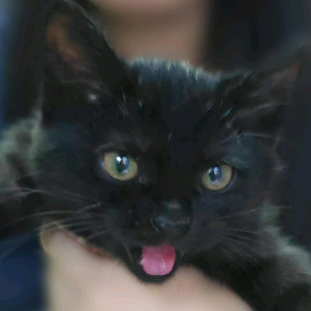 皮的一批且死性不改的葫芦