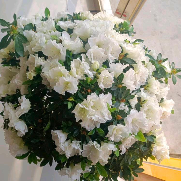 花开花落