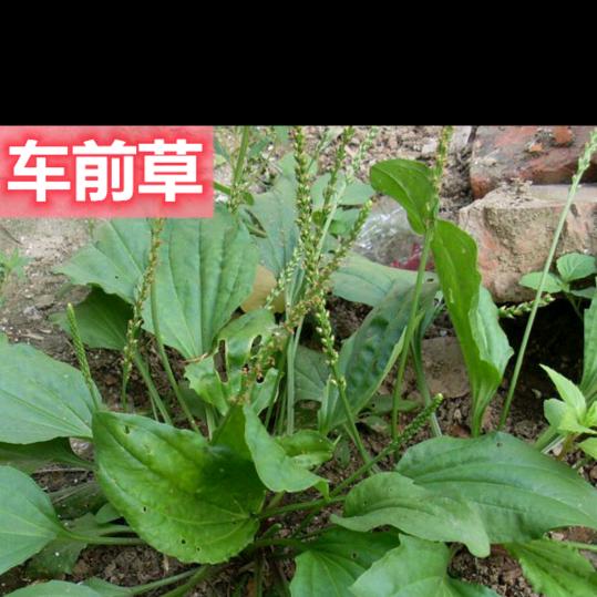 茶语人生（农村人学养生）