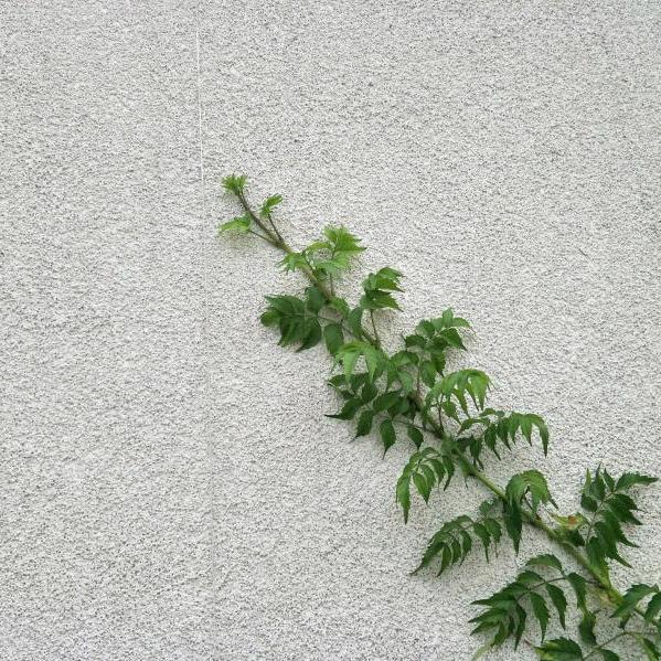 平安果