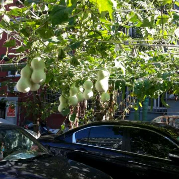 花开富贵，好运来