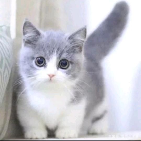 猫咪小语