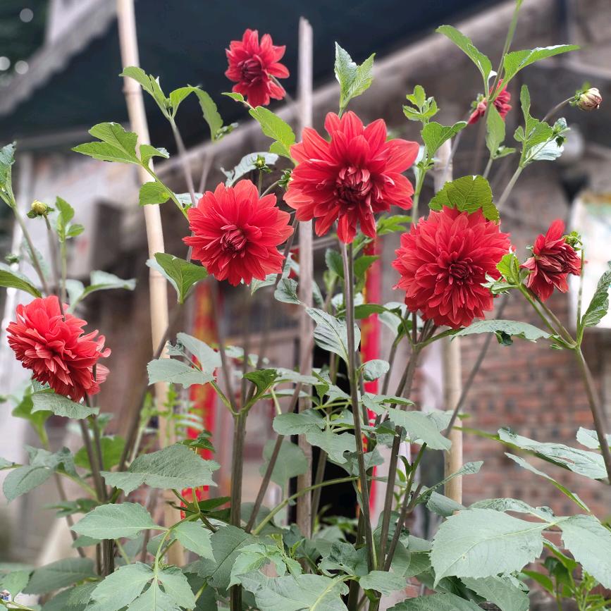 邓四芬