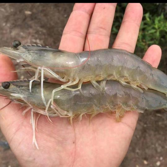 蒙面大虾🦐