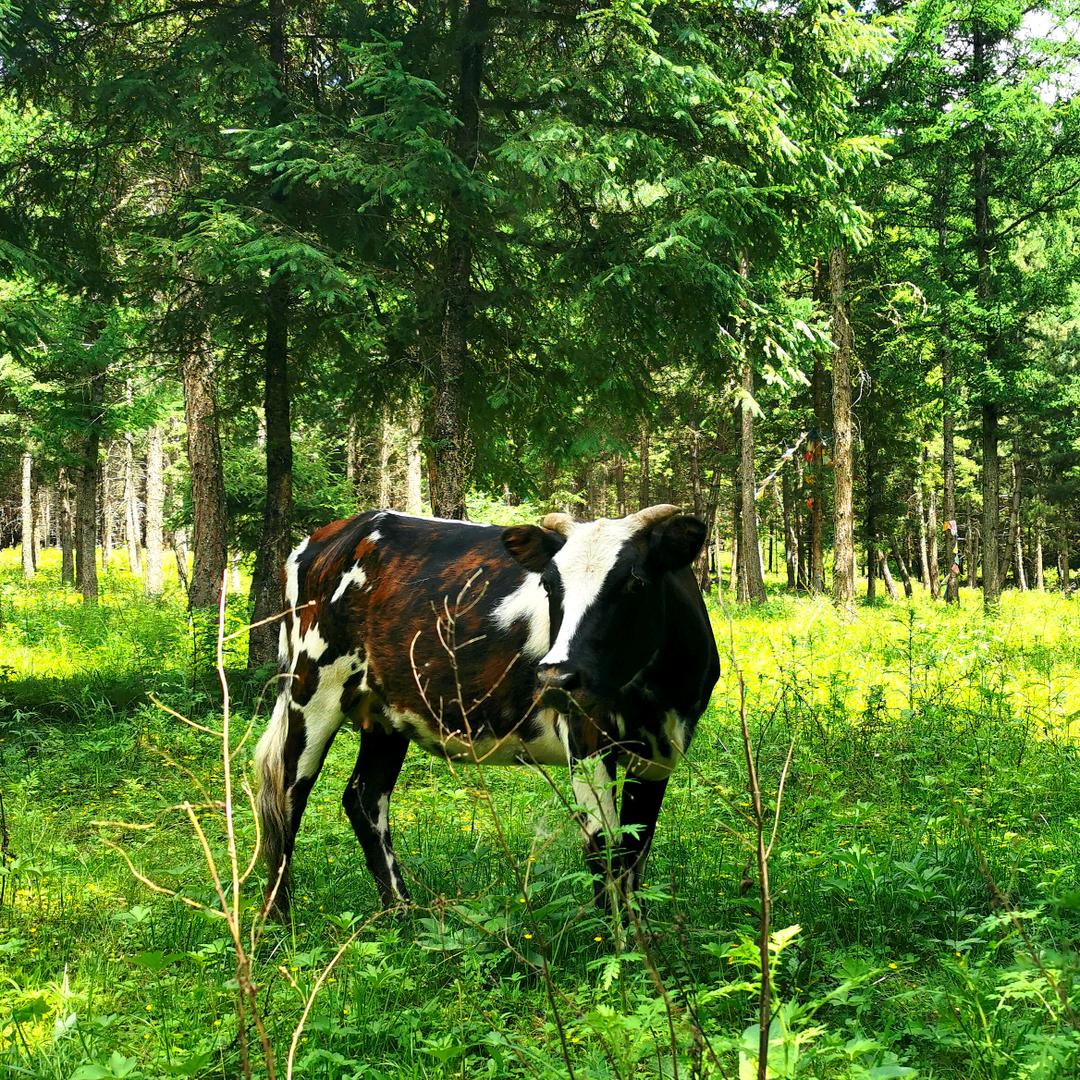 天空飘来五个字