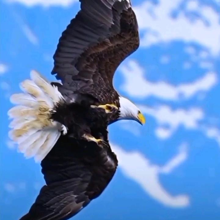 皓月988