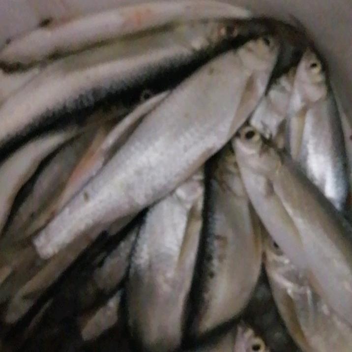 海兵哥头像