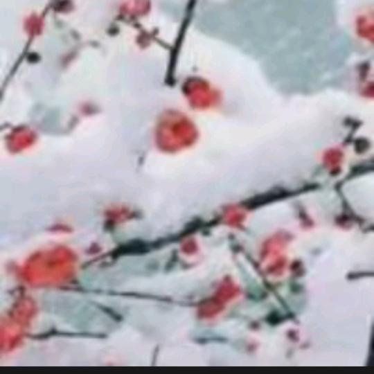 冬天里的梅花🌹🌹🌹🌹🌹🌹