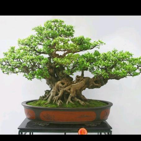 石头上者
