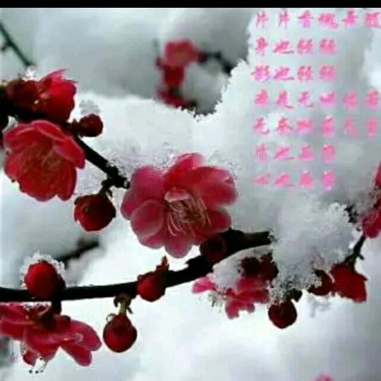 冬寒雪梅
