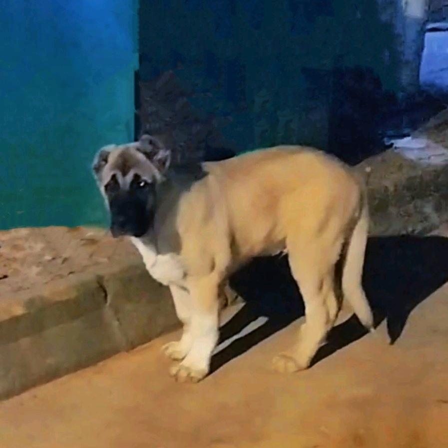 🇹🇷土耳其坎高猛犬-南汐