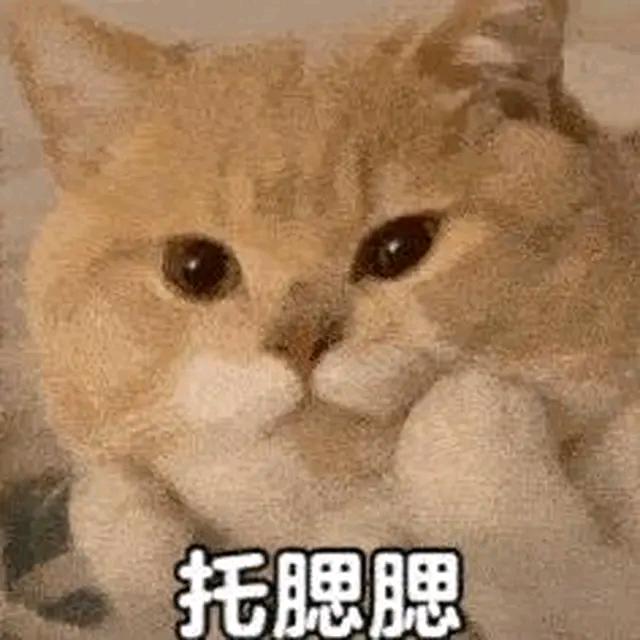 养乐多📷
