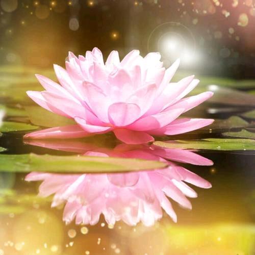 🍀孤单的💔笨女孩