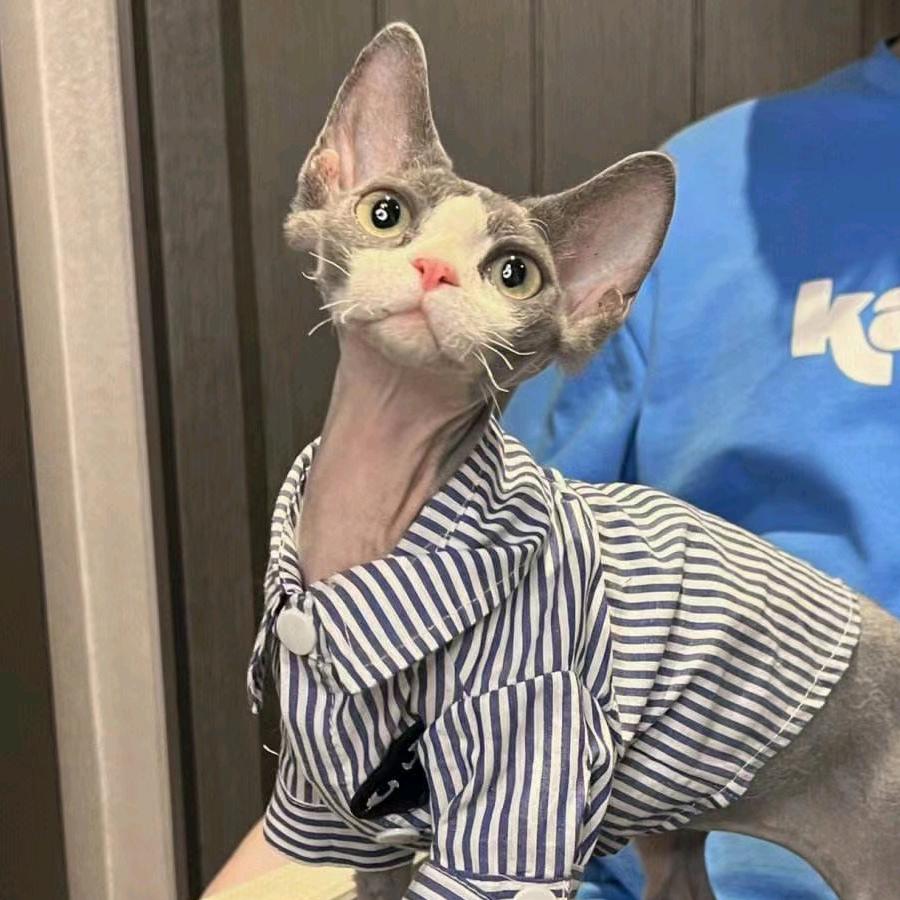 啵啵儿家的德文卷毛猫