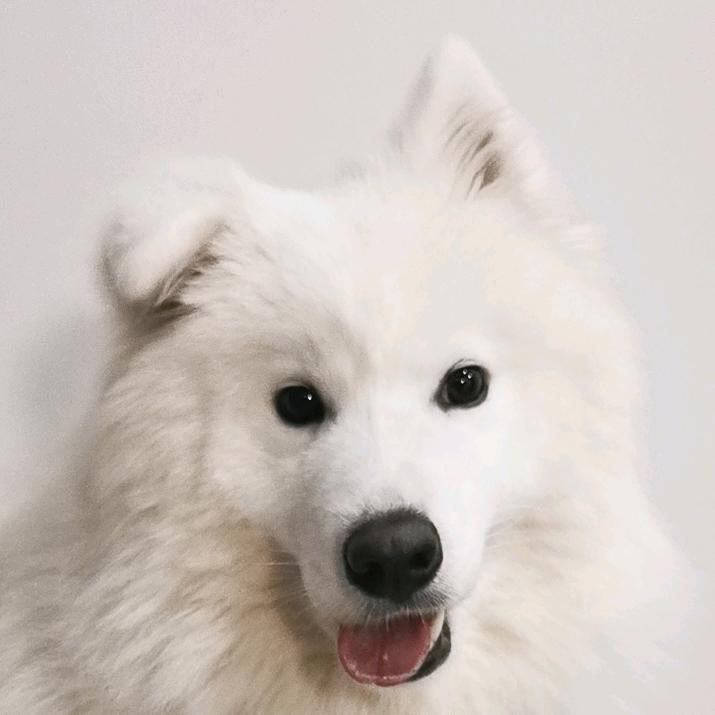 Summer只立一只耳