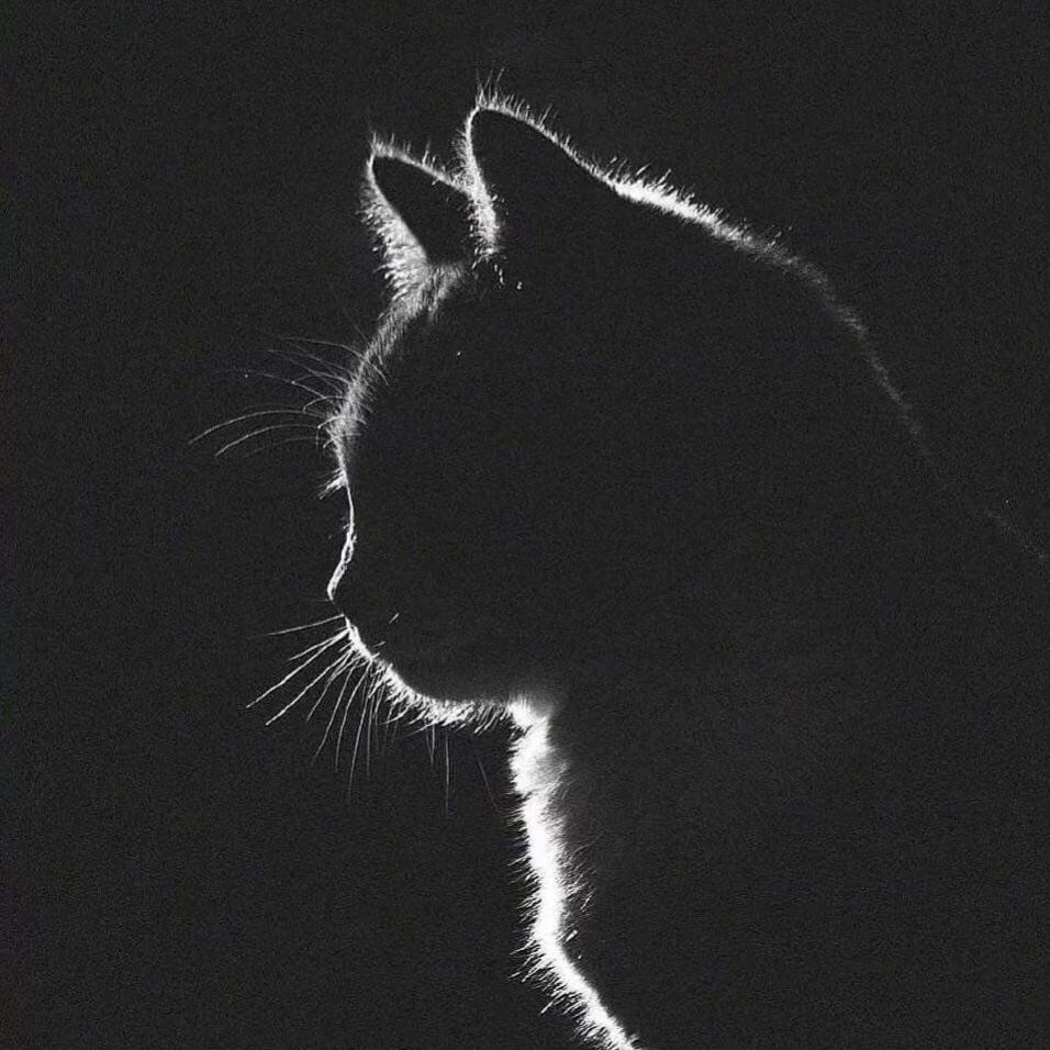 困成狗了（暗区突围）