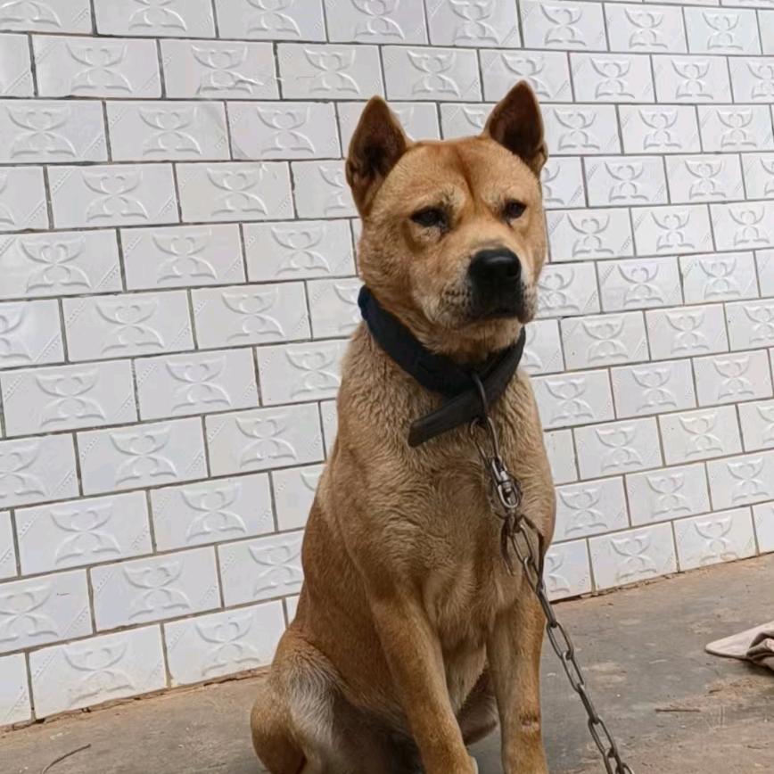 爱我中华田园犬🐕🐕