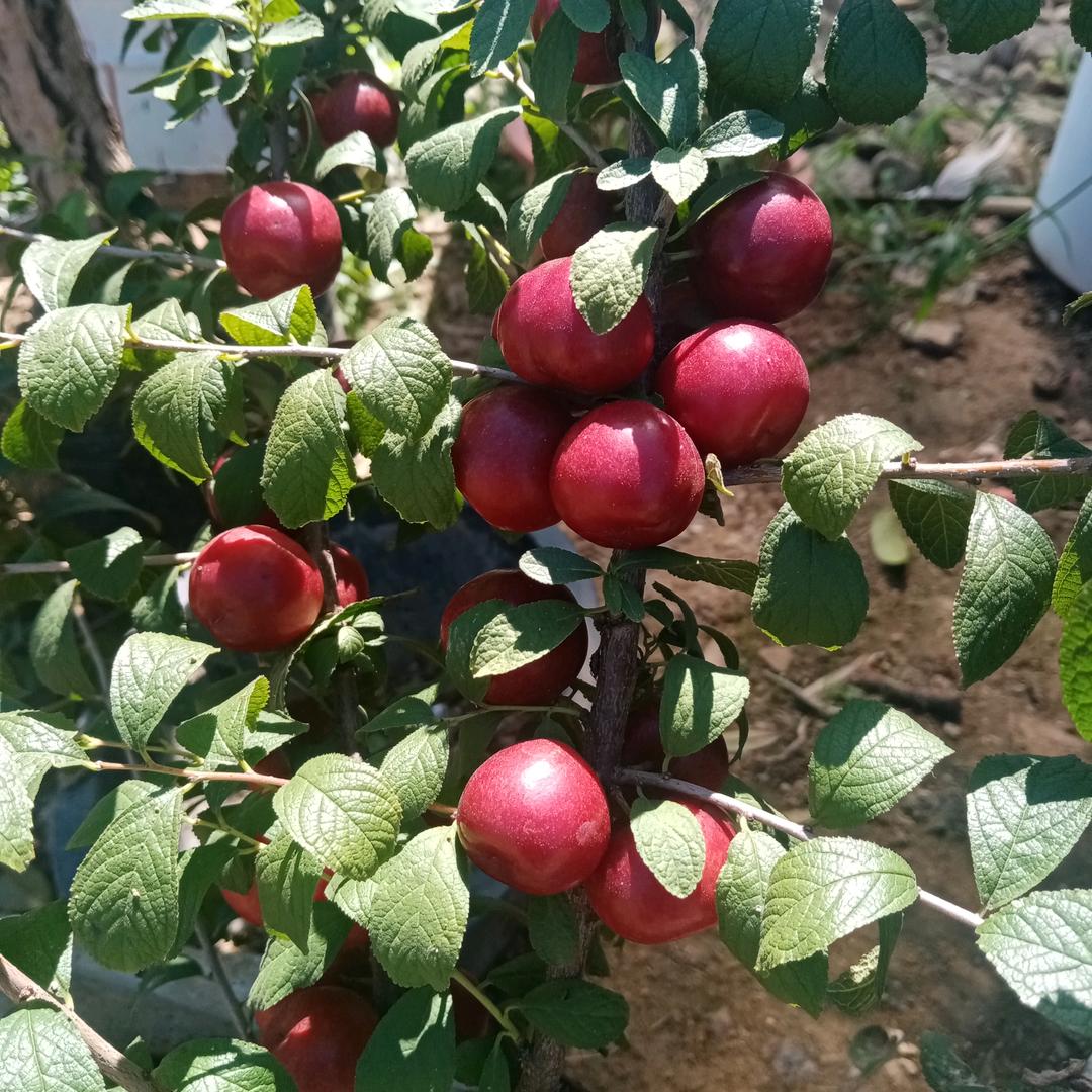 苏老四包子店（招学员）