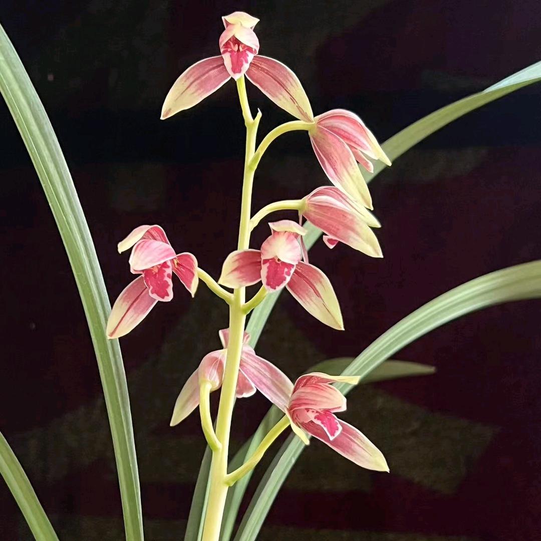 兰缘之家（秋榜兰园）