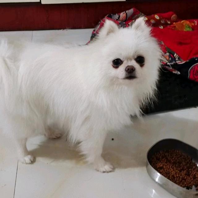 举世吴双
