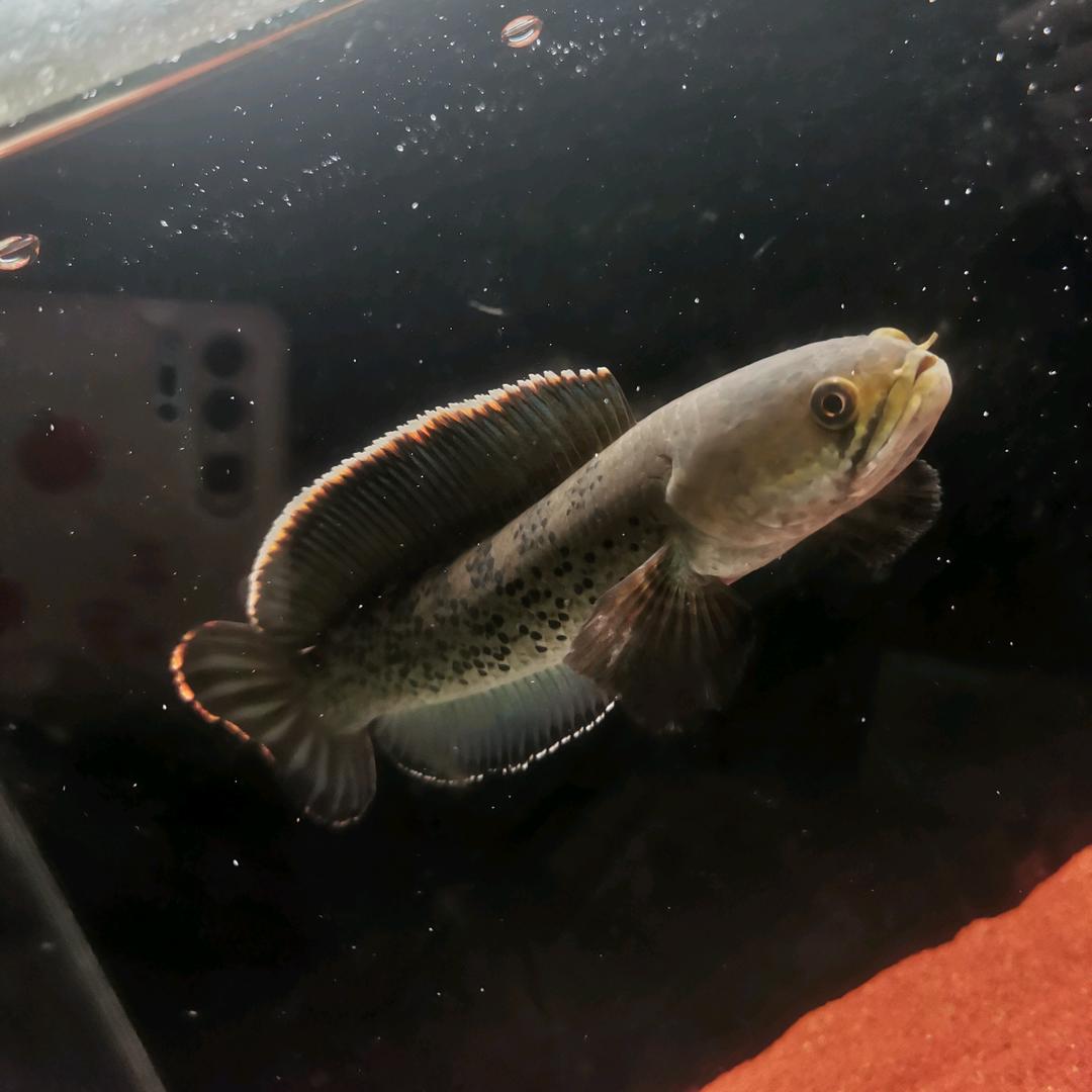 ✨阳光果粒晨 💥