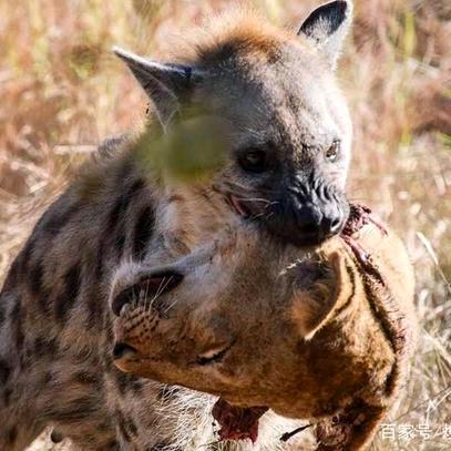 居家艺装饰设计定制