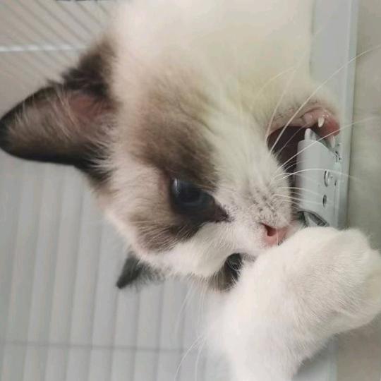 猪妈妈的猫咪们
