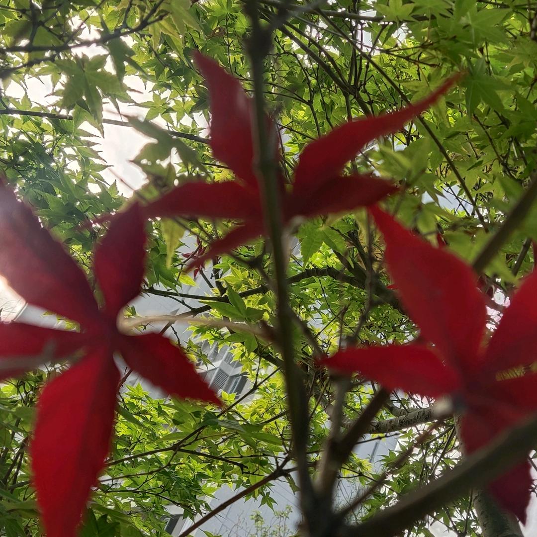 徐寨林