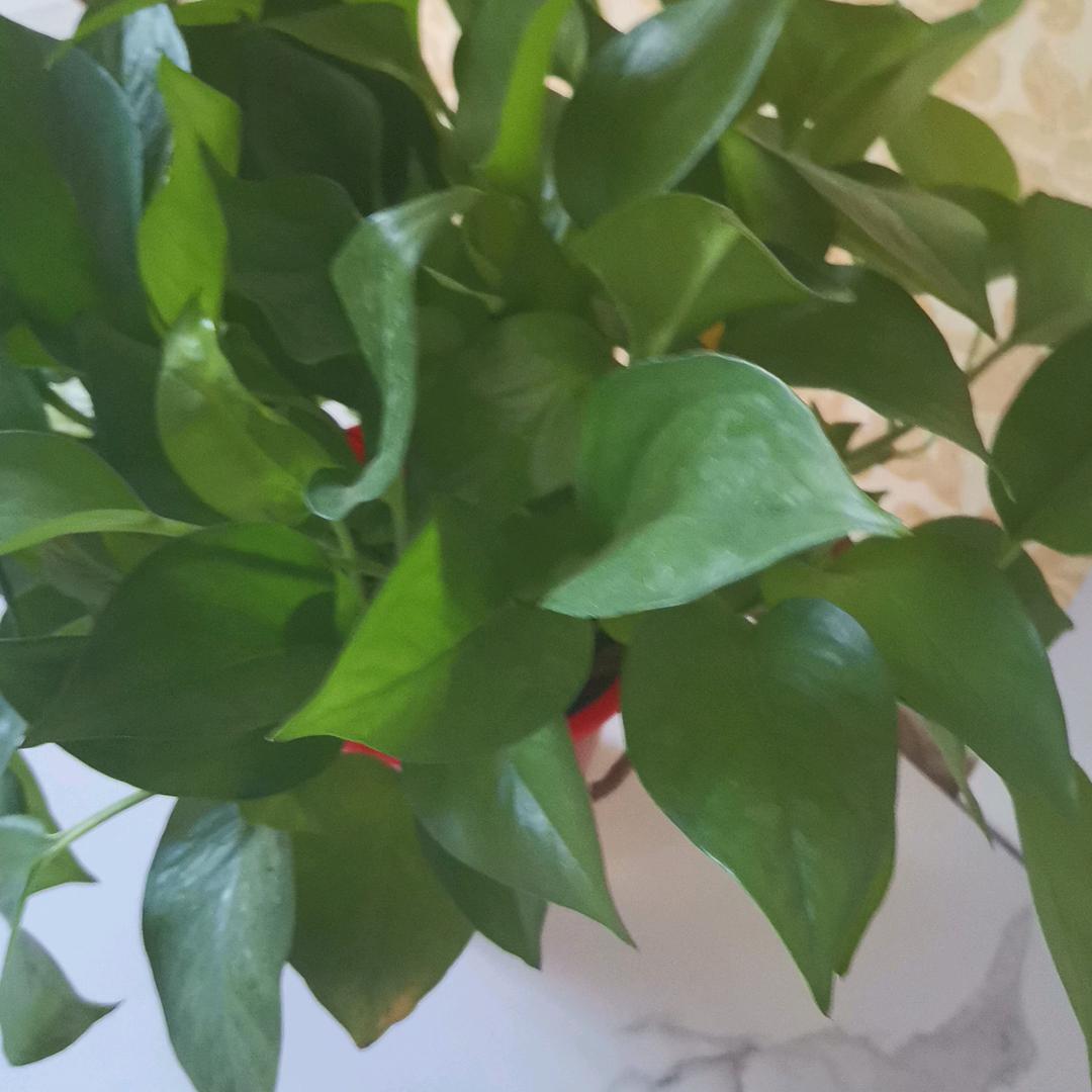 🌹在水一方🌹