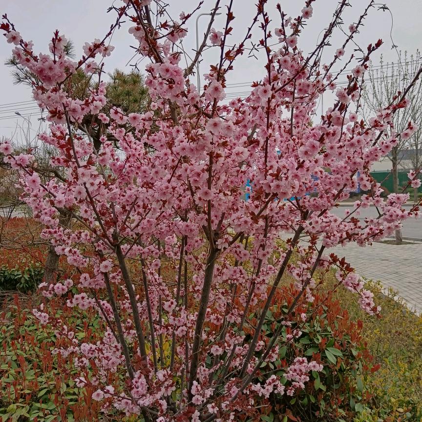 花开花落1314