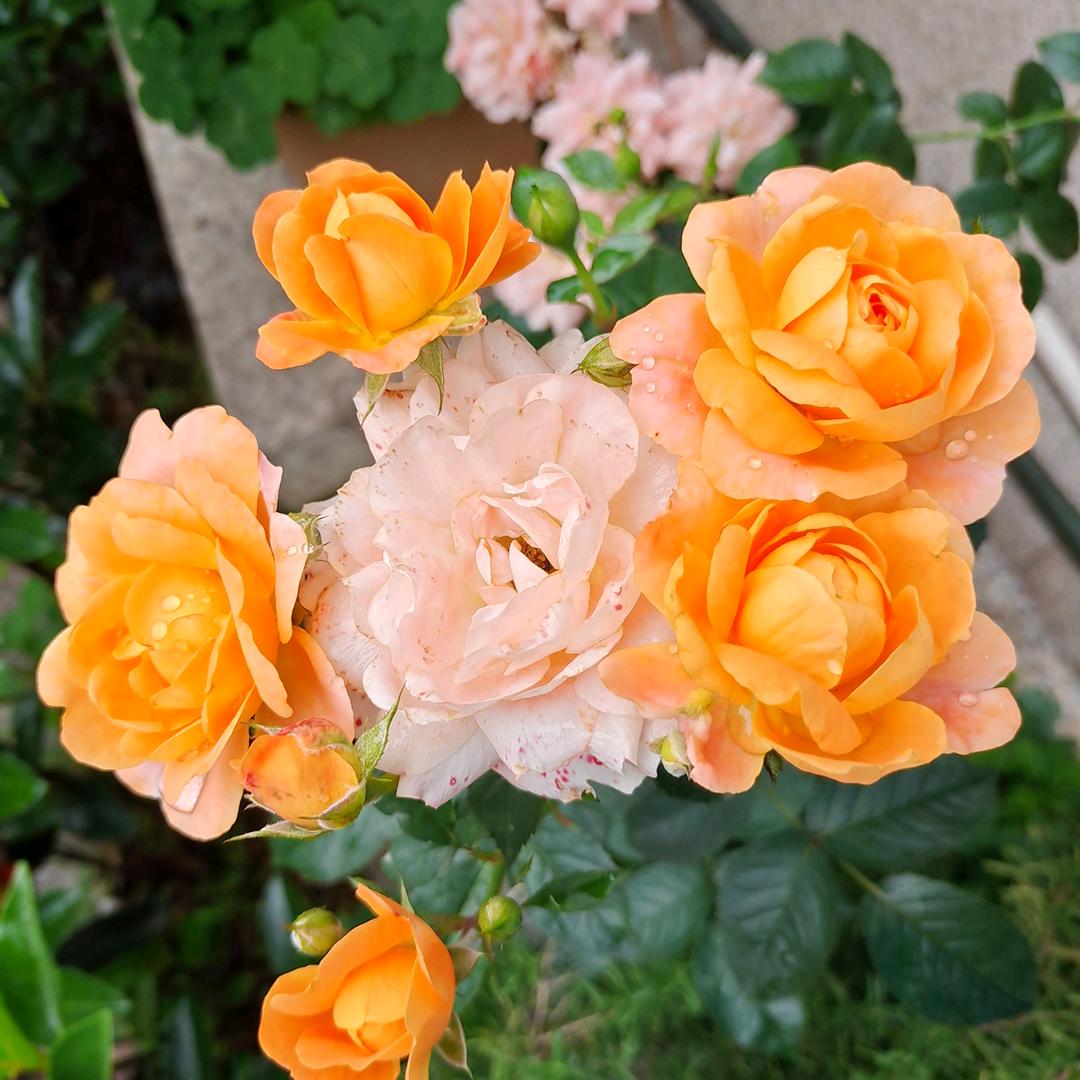 💋᭄ℒ吴໊✓与ꦿྀི伦໊ᦗ比࿐💋᭄