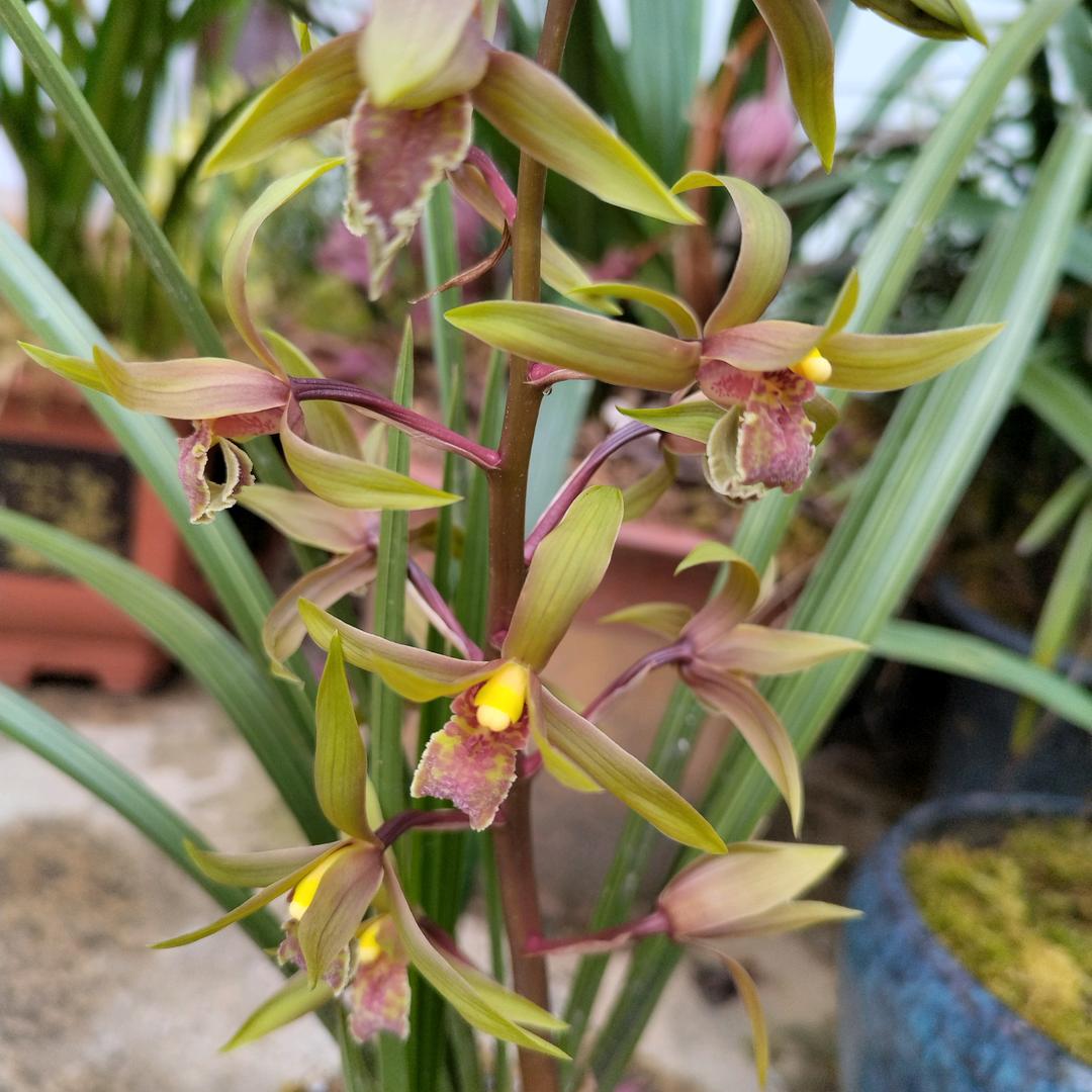 春暖花开