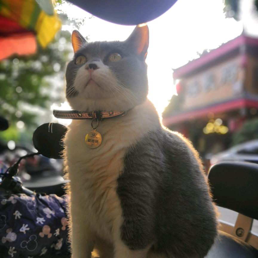 做咖啡的猫