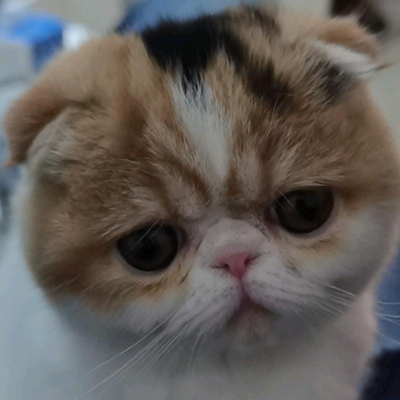 66山竹66