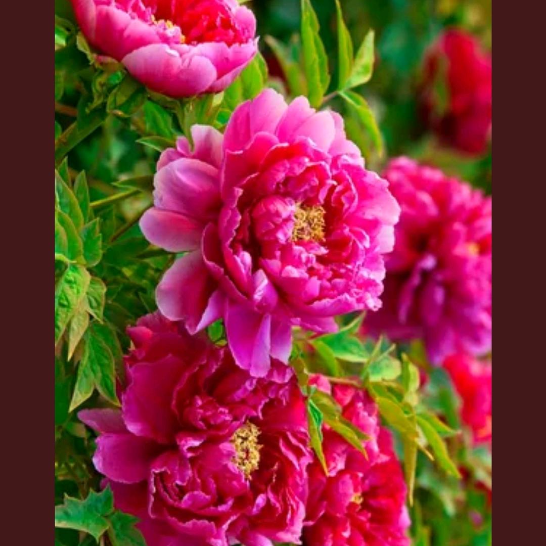 花开富贵🌷🌷🌷