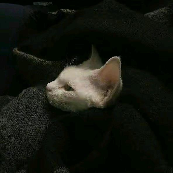 小特1