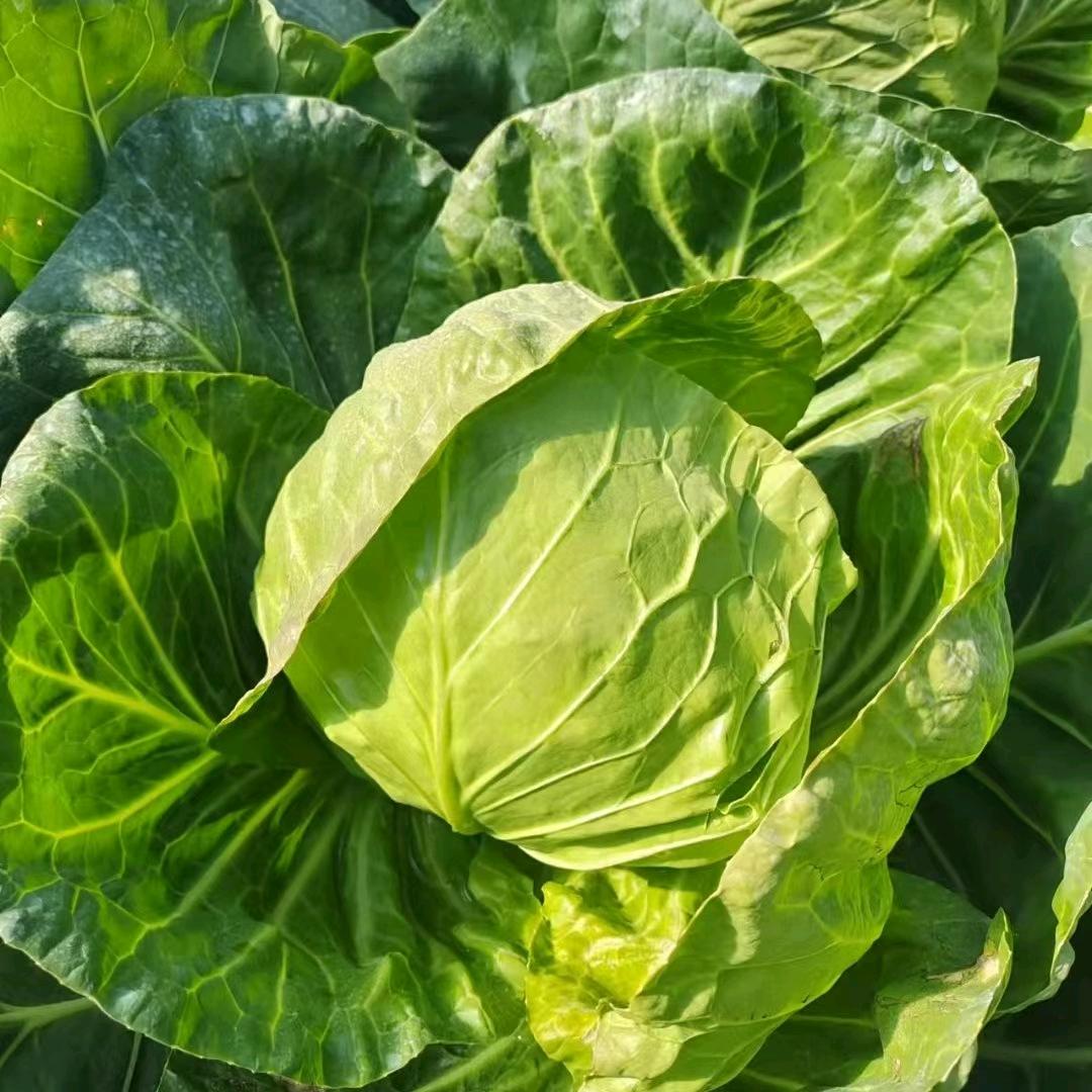 常年收购甘蓝。