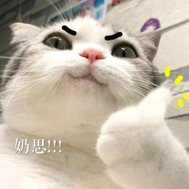 矮脚奶猪